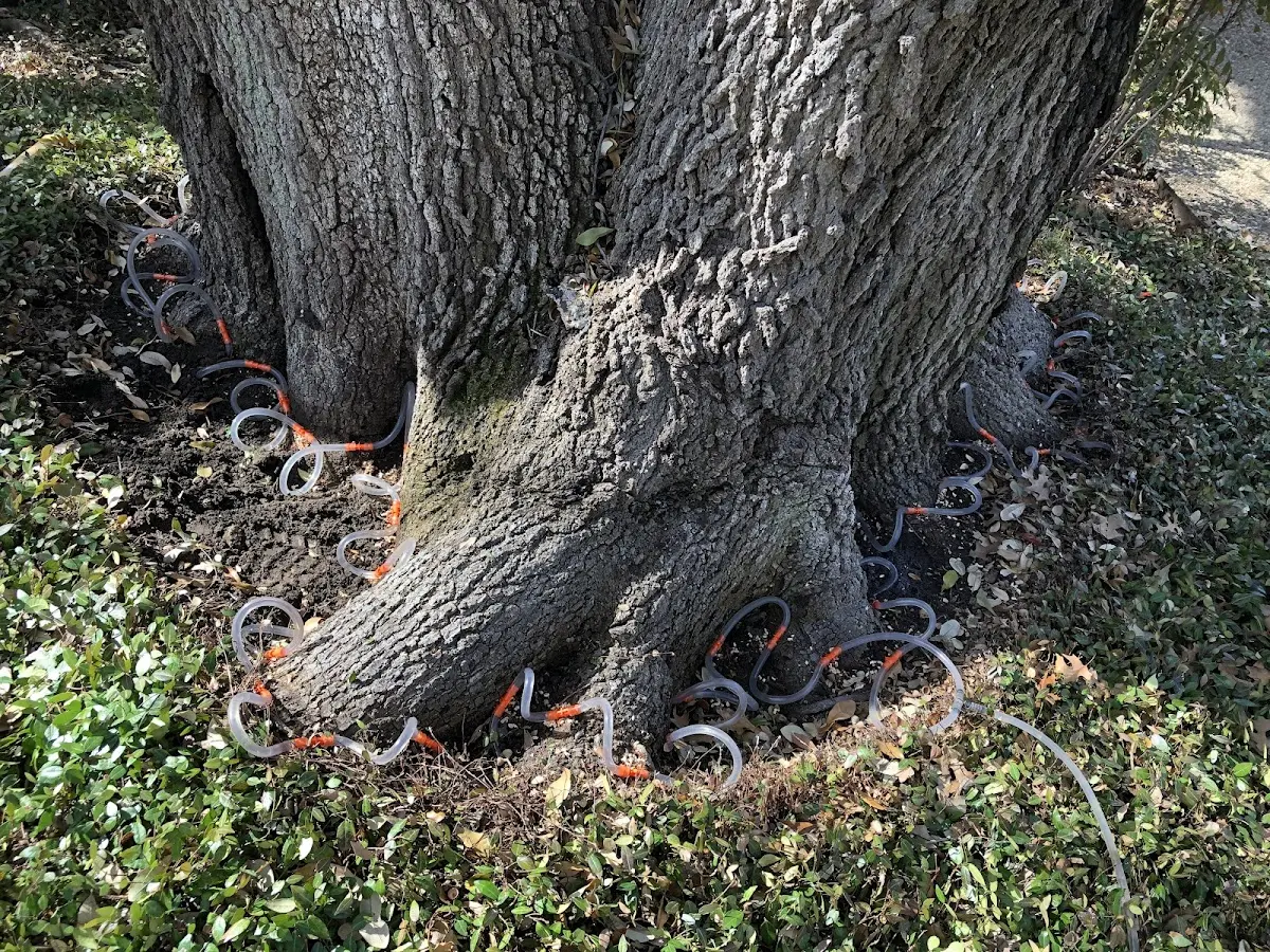 Detailed Tree Cabling and Bracing job site in Apple Springs